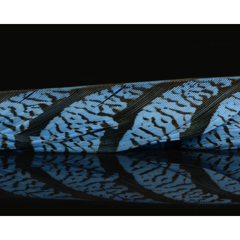 Hareline Lady Amherst Center Tail Feather Baby Blue