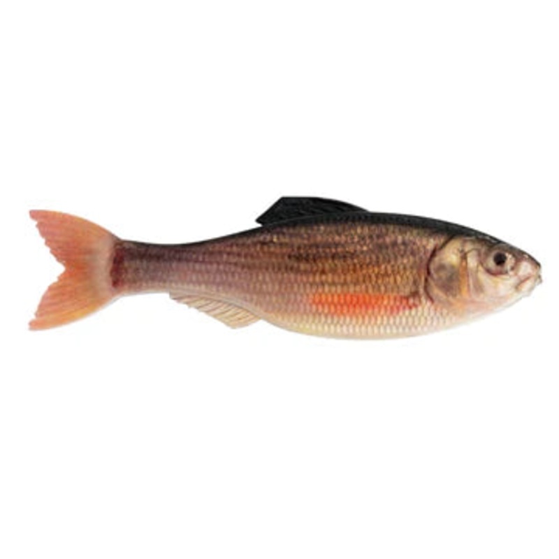 6TH SENSE PANORAMA Live Shiner – NEW 2.0″